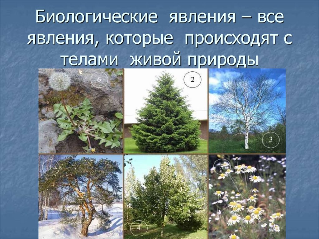 Явления живой и неживой природы – таблица с примерами