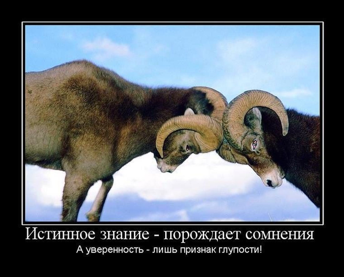 Как убедить упрямого осла?!