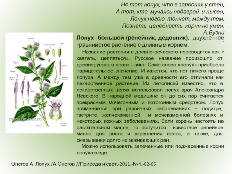 Лопух и аппаратура. при нём.