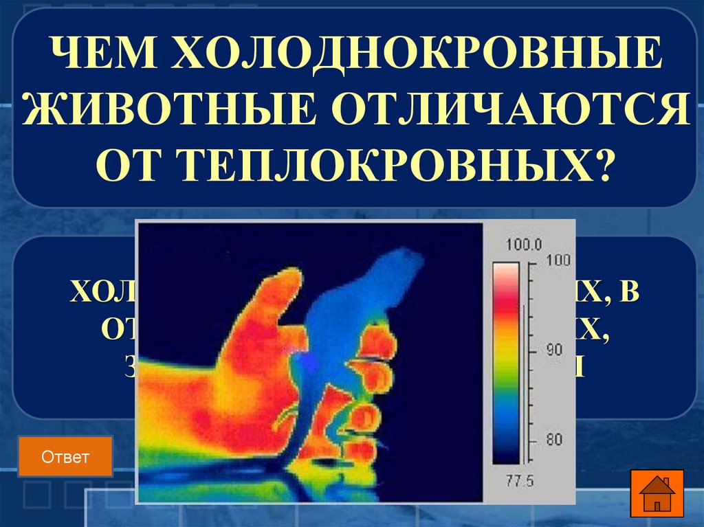 Что такое теплокровный человек: объяснение и причины