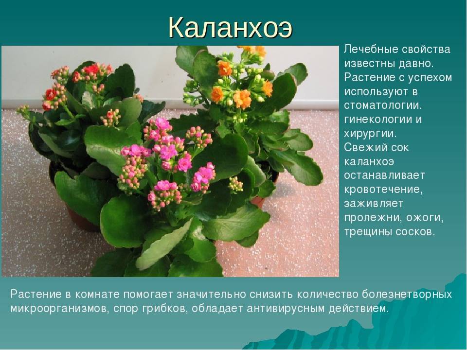 Лекция 10. тип хордовые (chordata)