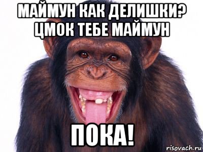 Маймун – это слово, имеющее несколько значений В узком смысле оно обозначает отдельный вид приматов, принадлежащих к семейству чешуйчатых Маймуны