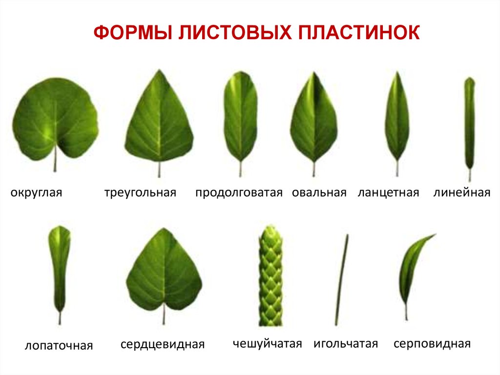 Что значит листья ланцетовидные