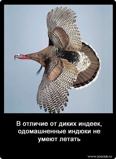Завести индейку или цесарку? плюсы и минусы этих птиц. фото — ботаничка