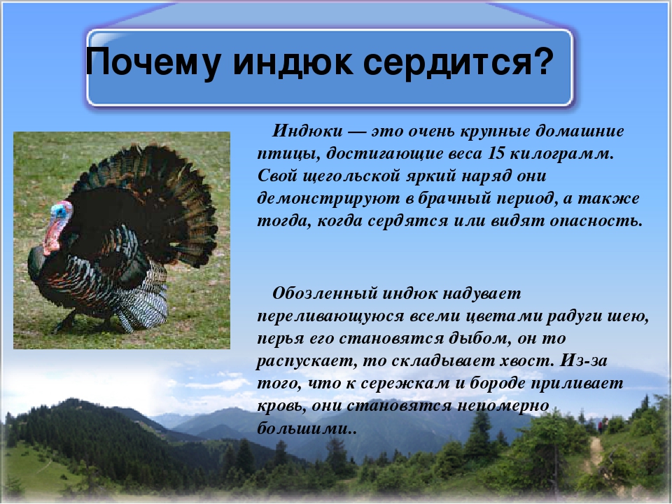 Индейка - читайте бесплатно в онлайн энциклопедии «знание.вики»