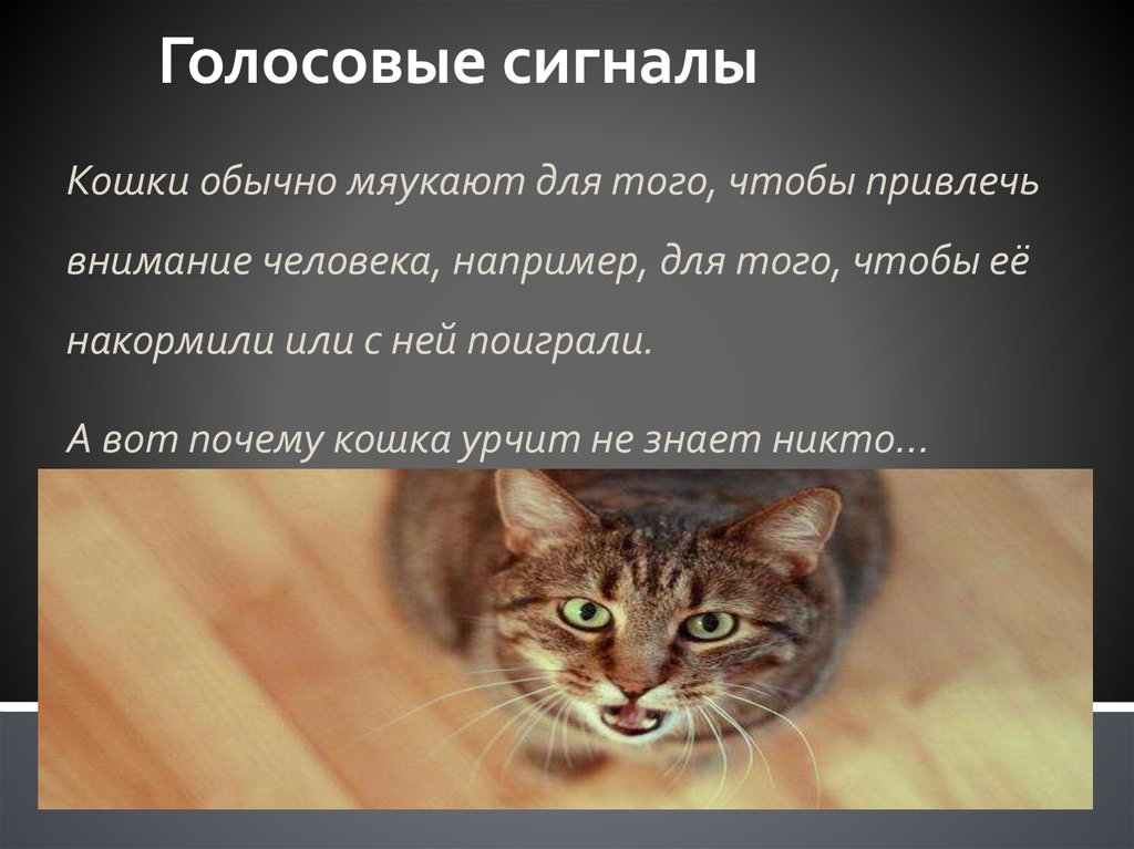 12 звуков, которые издает кот, и что они означают
