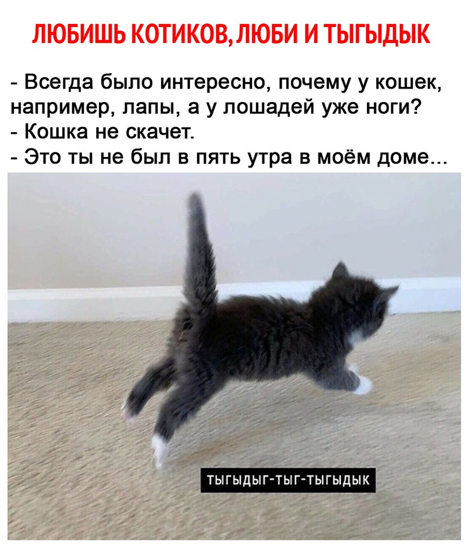 Тыгыдык у кота: почему они издают такой звук и что он означает