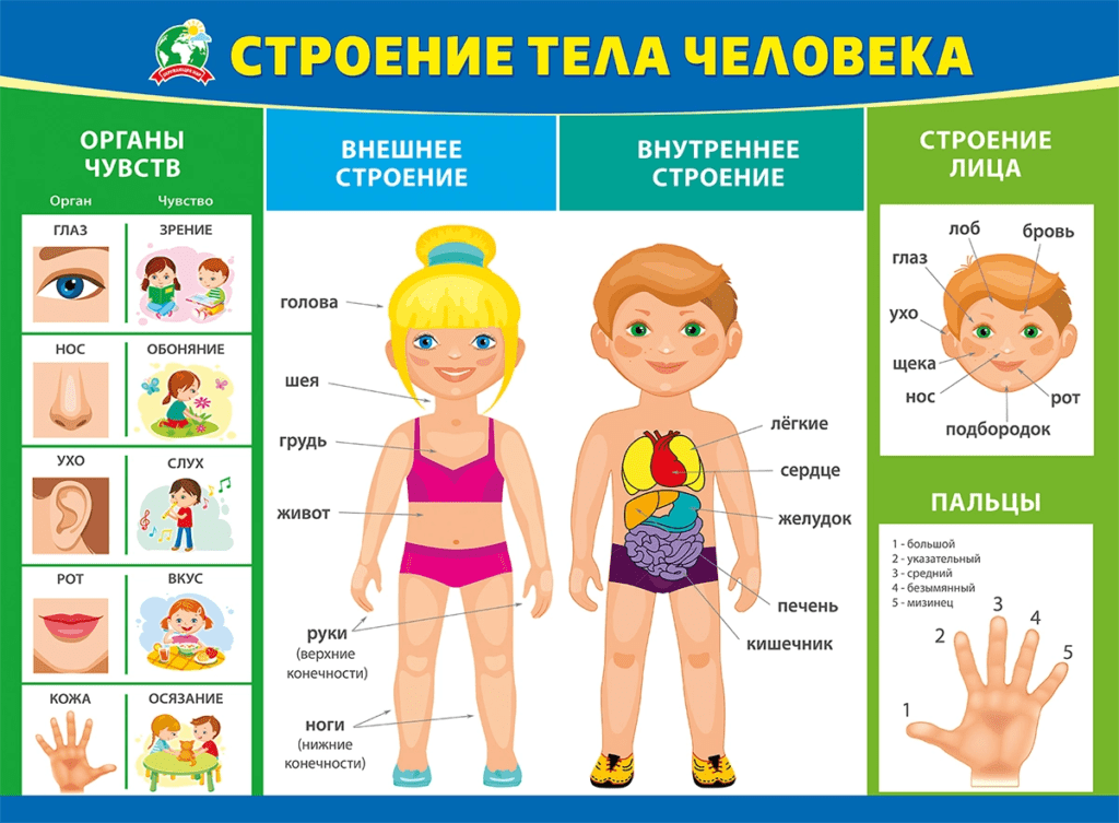 Скелетные мышцы человека