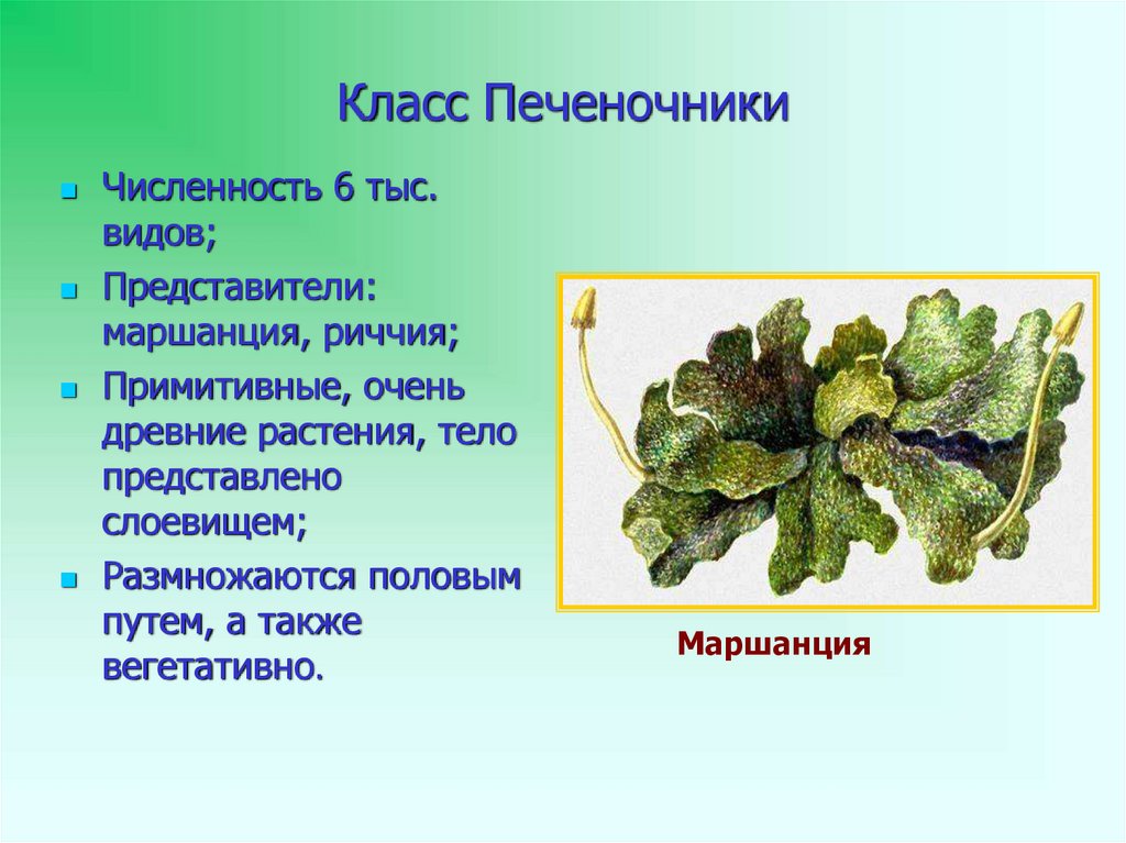 Моховой агат: значения, свойства и особенности его ношения