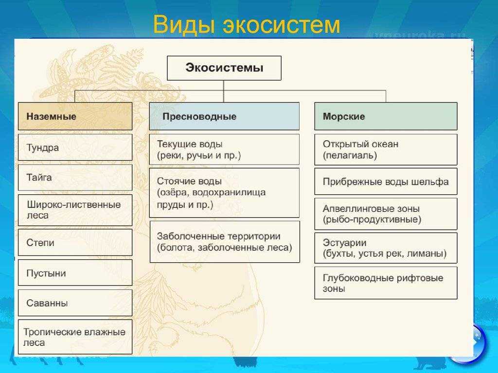 Что такое экосистема - узнай что такое